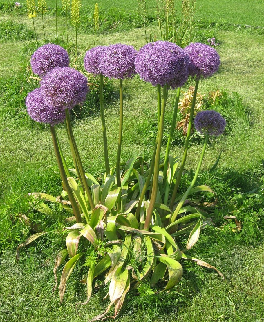 Allium caeruleum