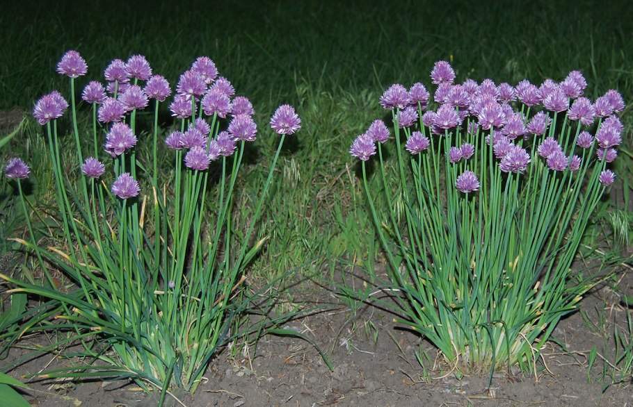 Лук шнитт дикий Луговой лук