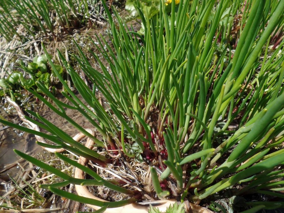 Allium schoenoprasum лук скорода