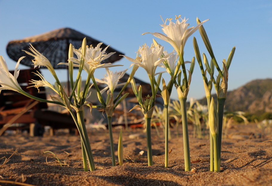 Панкраций морской (морской Нарцисс, Лилия Песчаная)