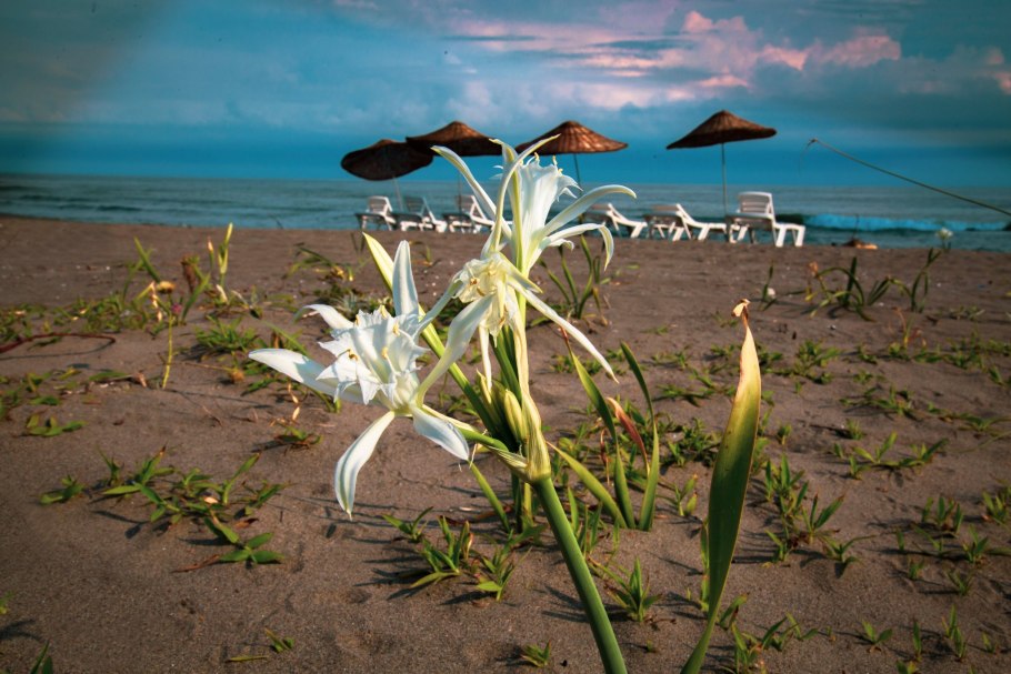 Панкрациум морской