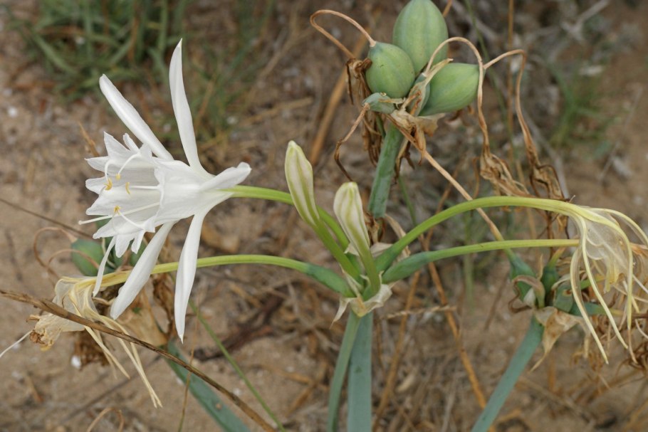 Pancratium maritimum