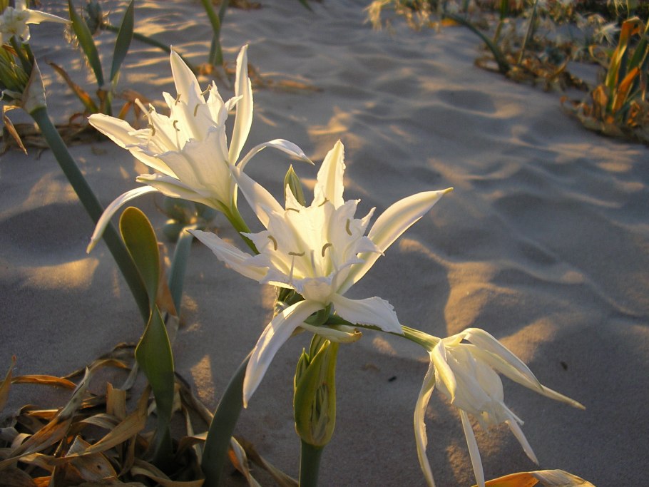 Pancratium maritimum