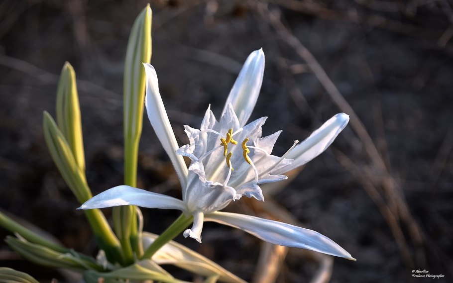 Лилия Нильская панкрациум