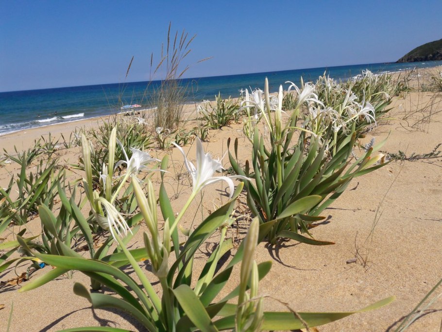 Цветок Pancratium maritimum