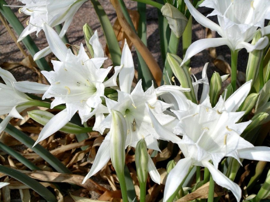 Песчаная Лилия фото