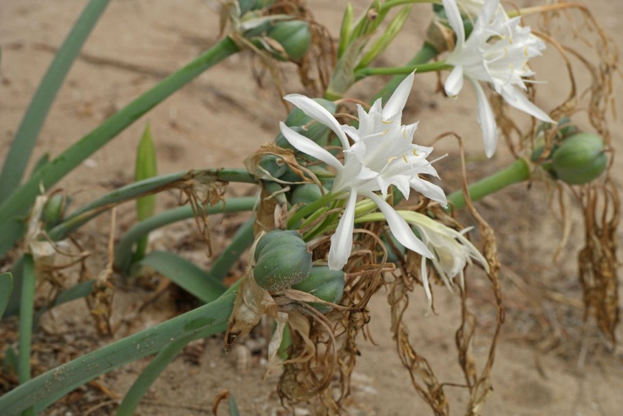 Pancratium maritimum