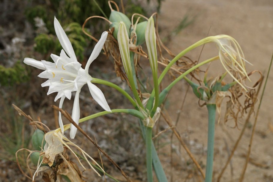 Песчаная Лилия