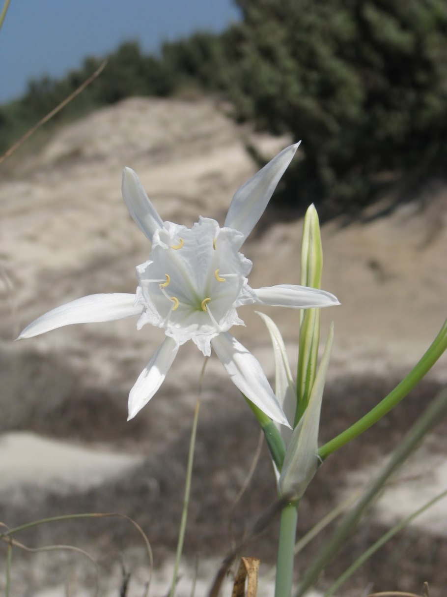 Цветок панкрациум