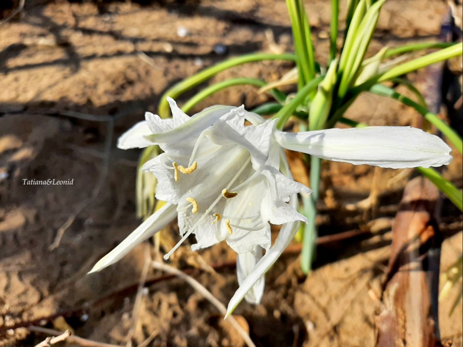 Лилия Шарона иудаизм фото