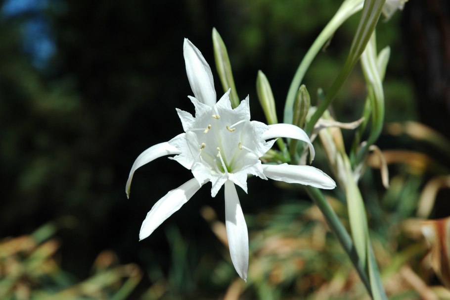 Pancratium maritimum
