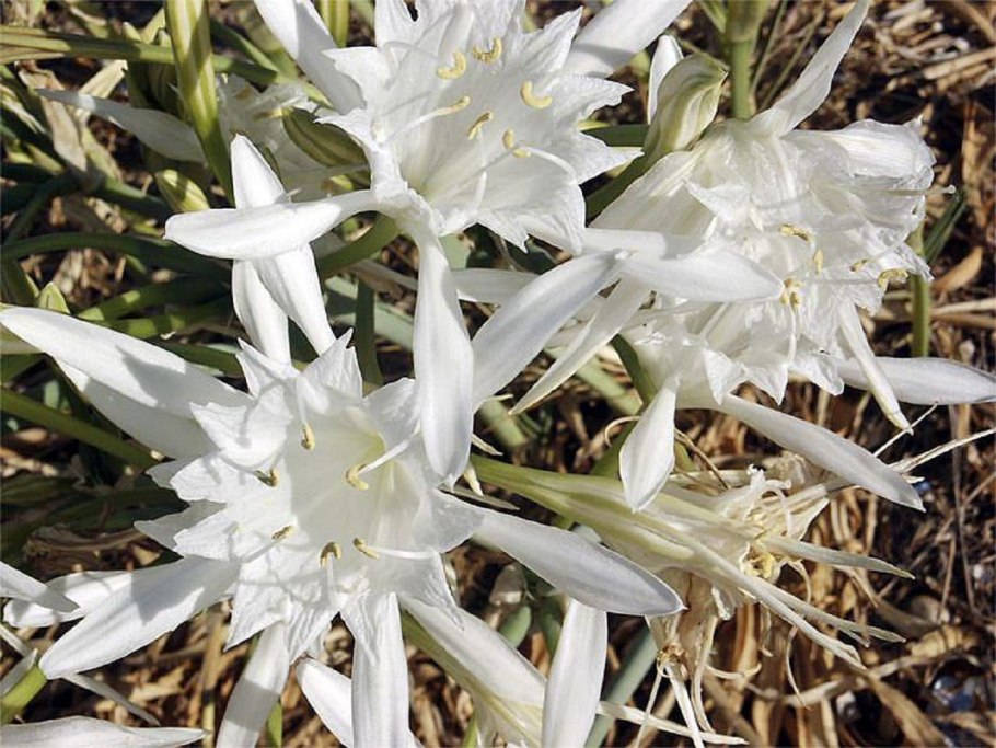 Панкраций морской формула цветка