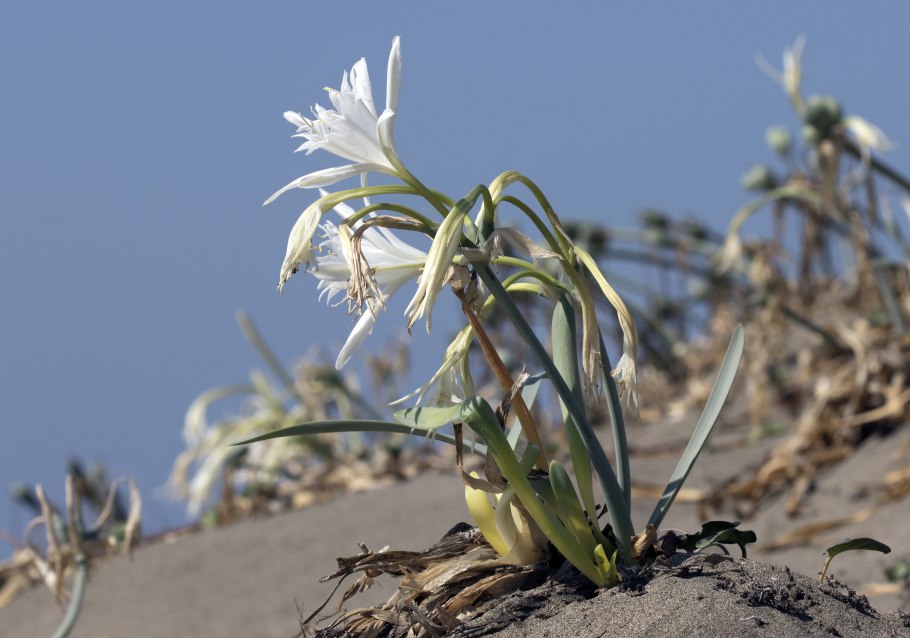 Лилия Нильская панкрациум