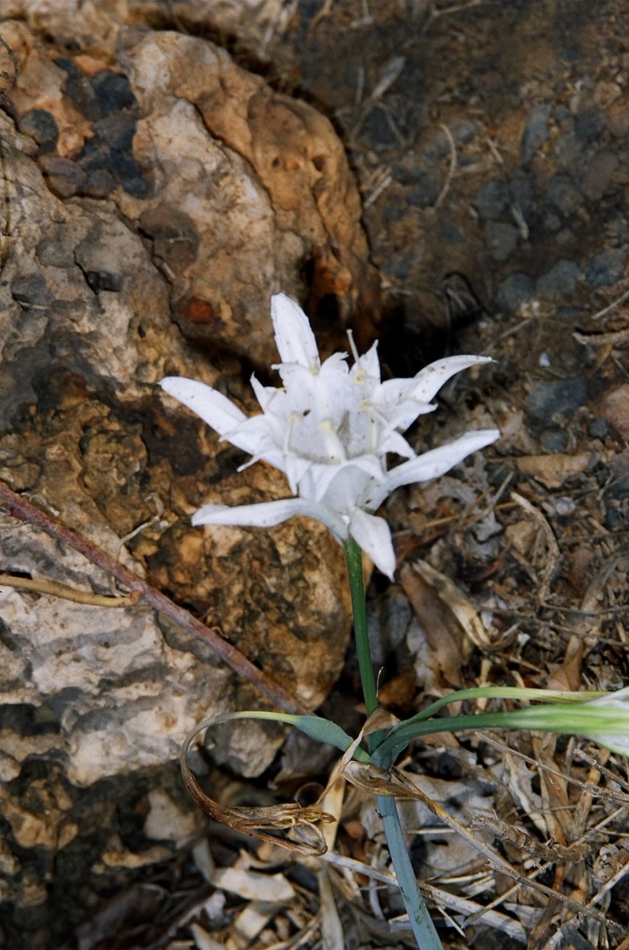 Панкраций Зикенбергера
