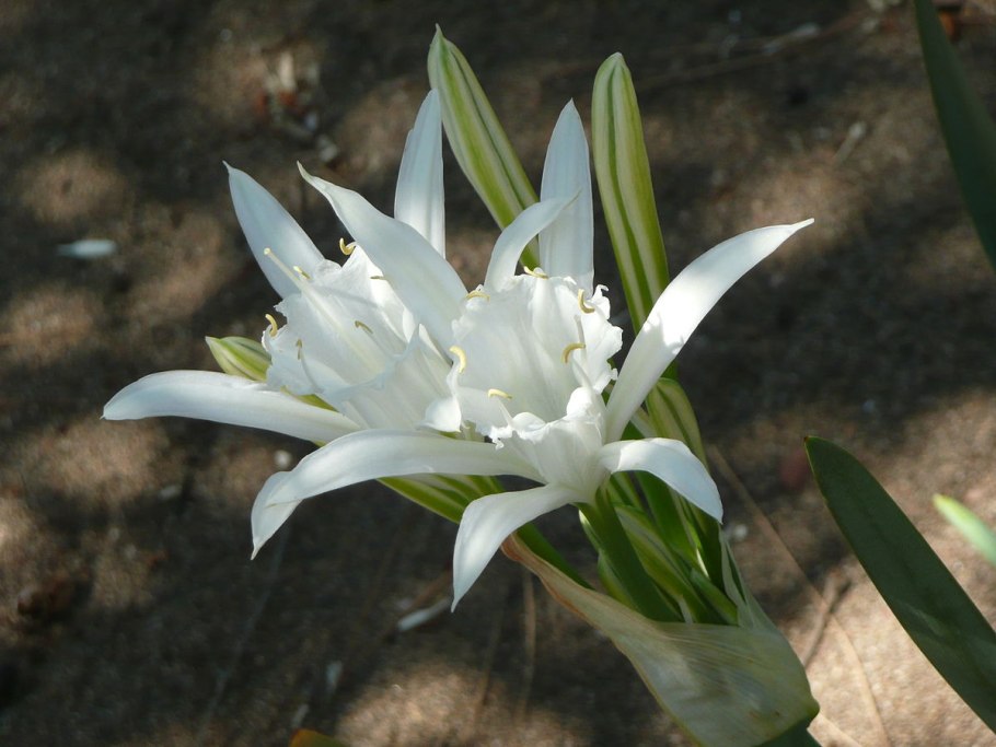 Лилия Панкраций морской