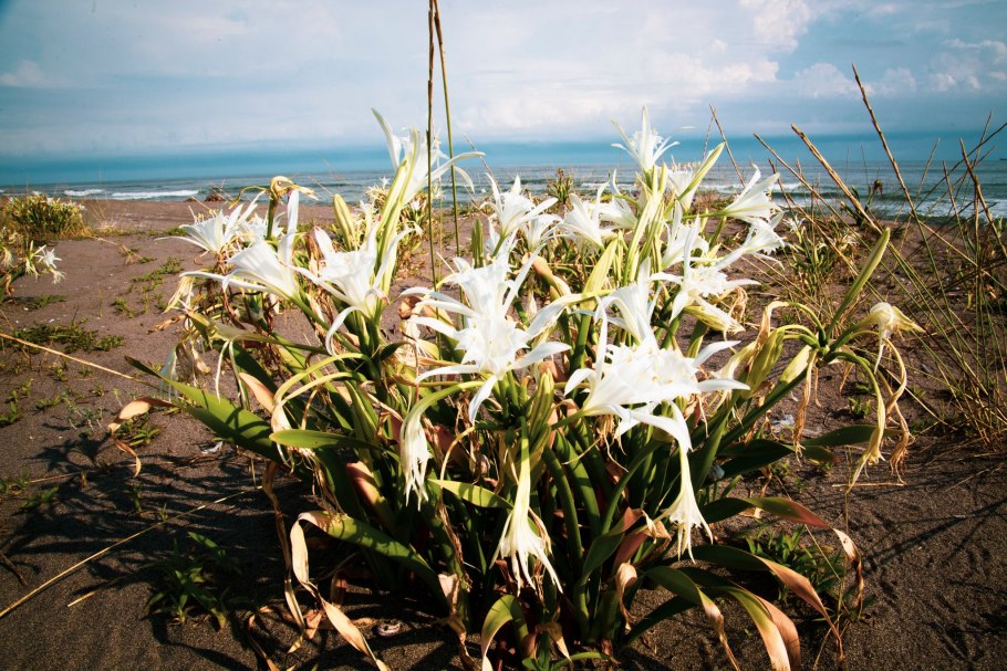 Лилия Панкраций морской