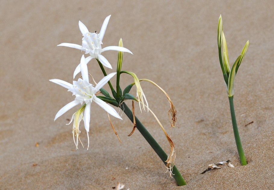 Панкрациум великолепный