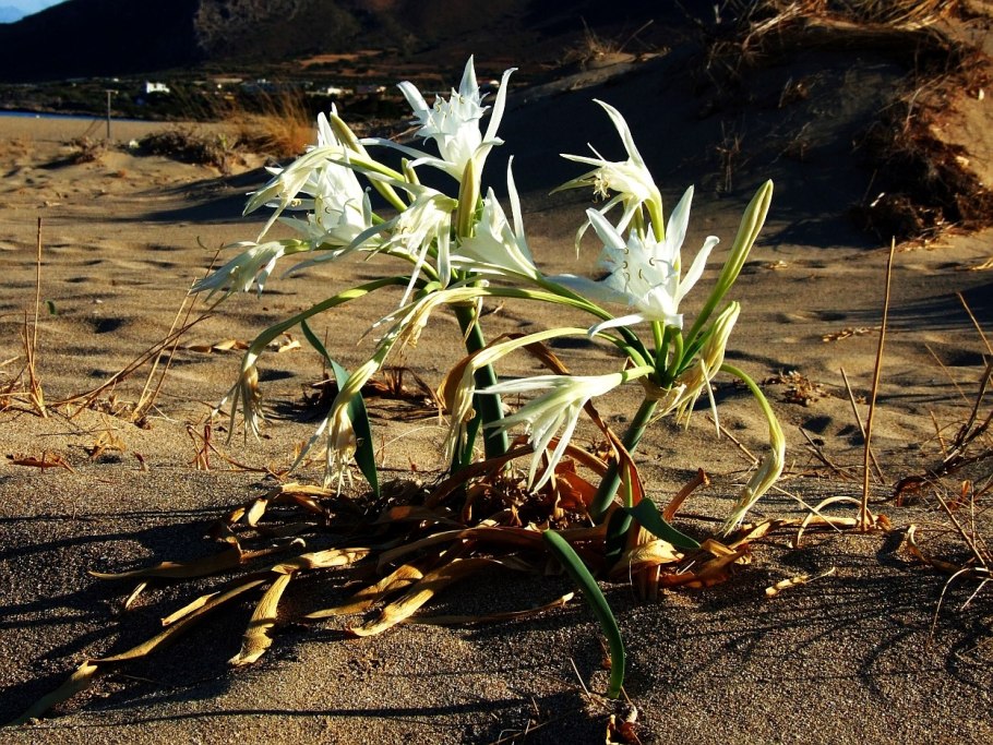 Панкрациум Мальдивы