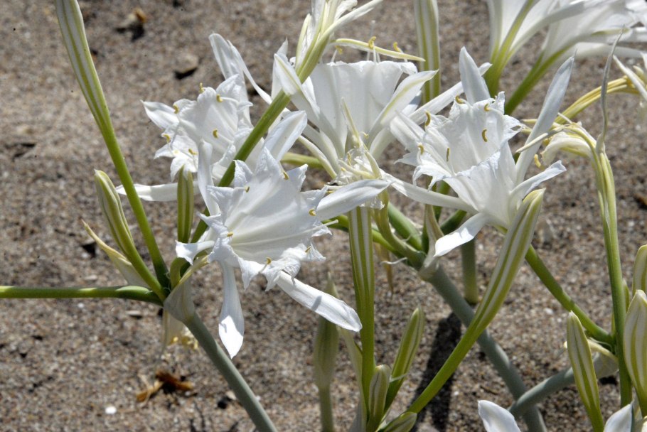 Панкрациум (Pancratium) maritimum