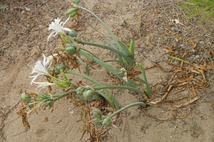 Цветок Панкратий