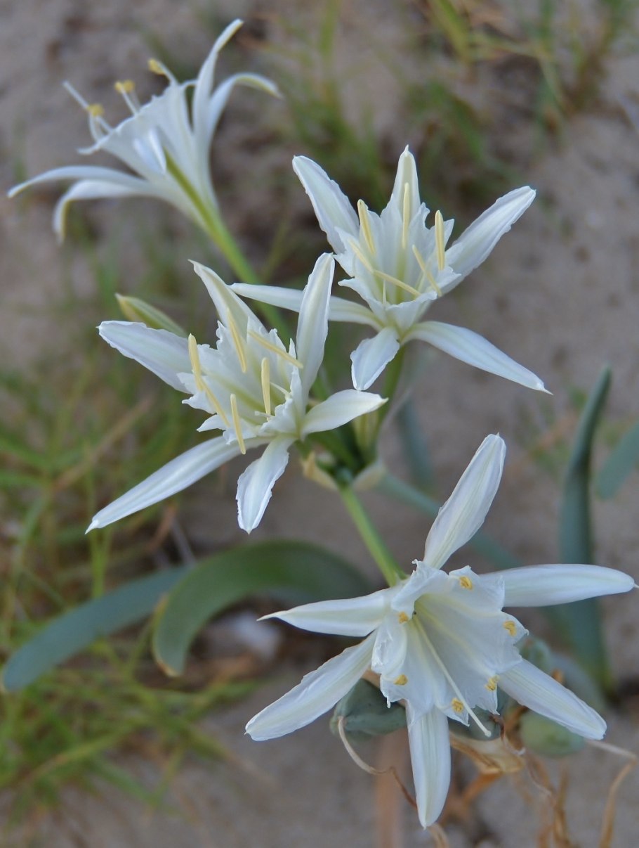 Pancratium maritimum
