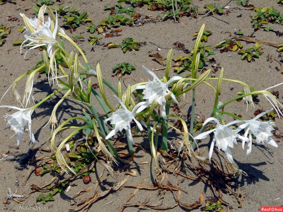 Панкрациум морской