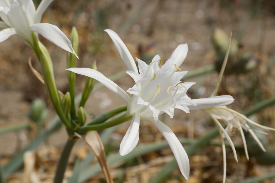 Панкраций морской Pancratium maritimum