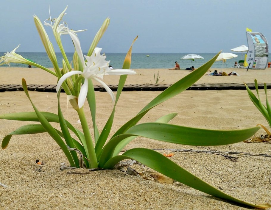 Панкраций морской Pancratium maritimum