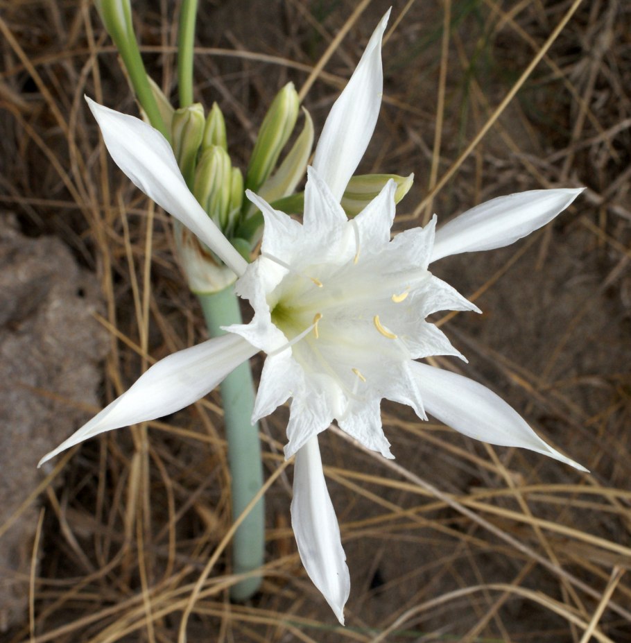Pancratium maritimum