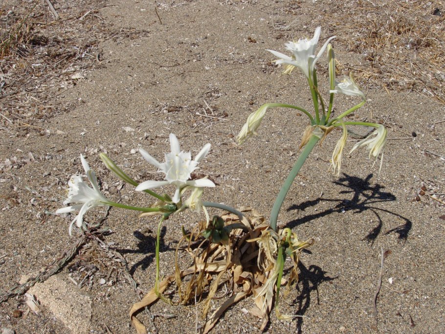 Панкраций Зикенбергера