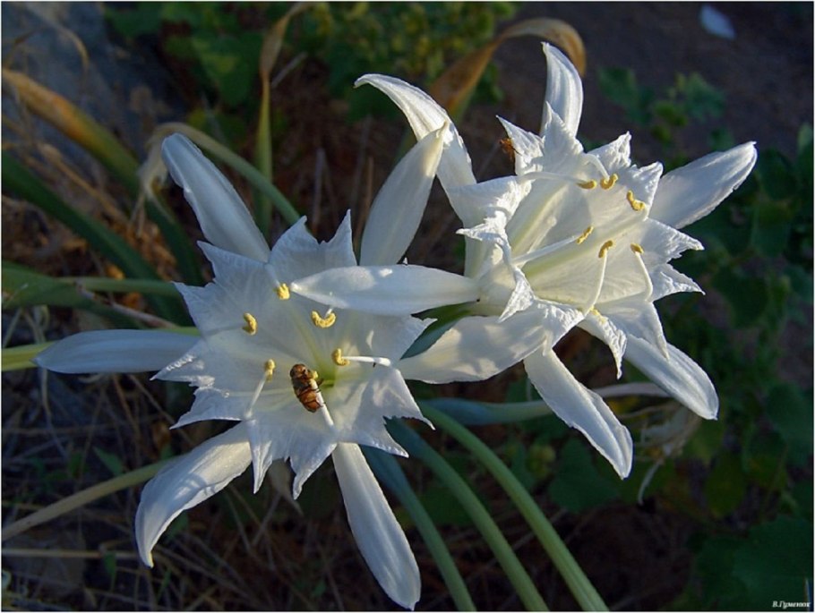 Лилия Панкраций морской