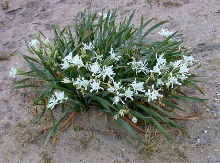 Лилия Панкраций морской