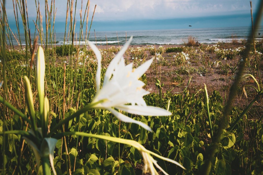 Лилия Нильская панкрациум