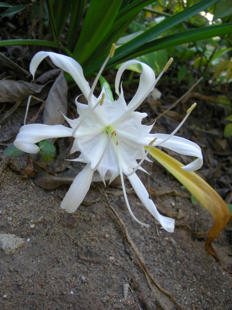 Pancratium maritimum