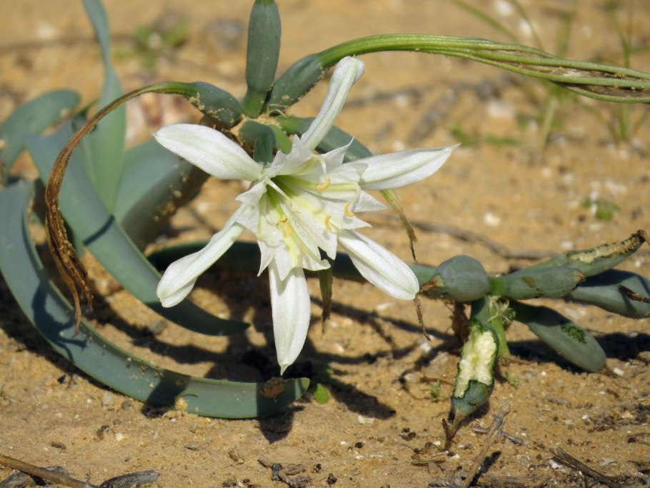 Pancratium maritimum