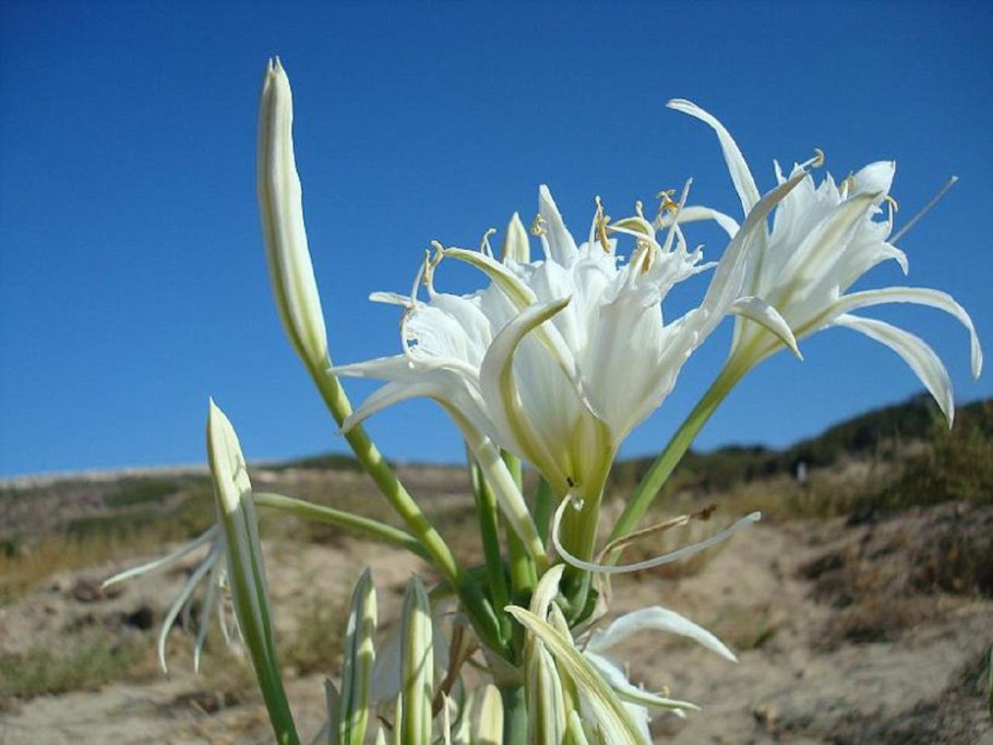 Лилия Панкраций морской
