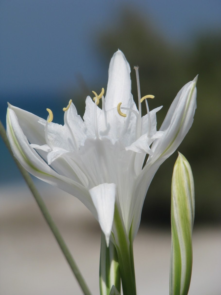 Панкрациум (Pancratium) maritimum