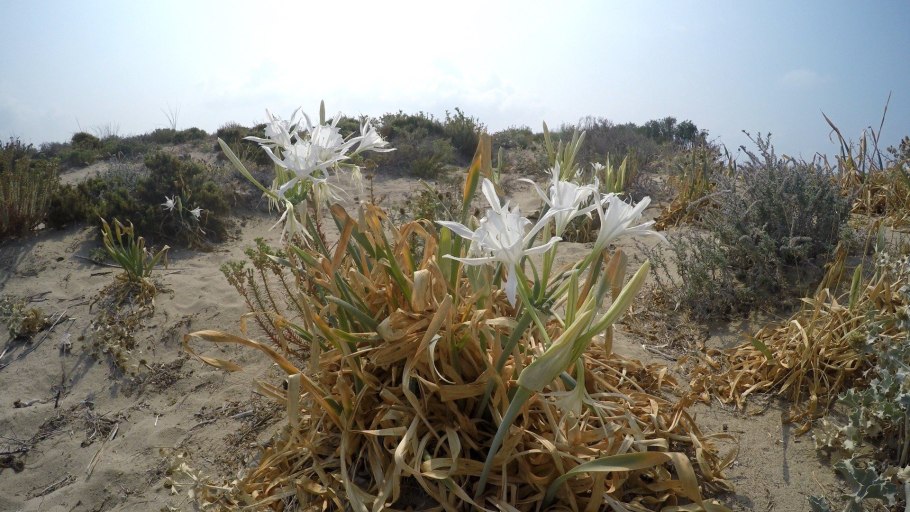 Панкрациум (Pancratium) maritimum