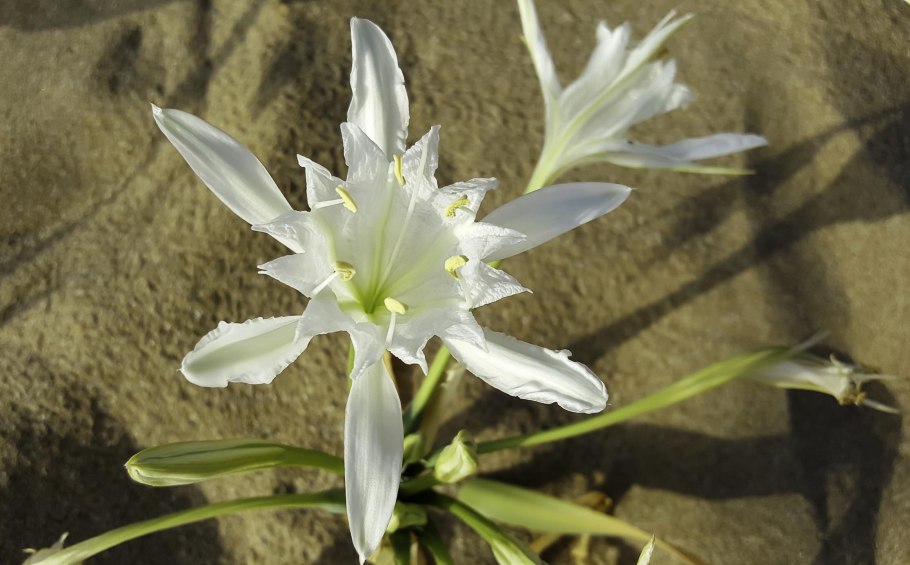 Pancratium maritimum
