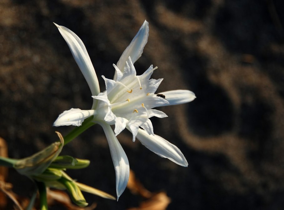 Pancratium maritimum