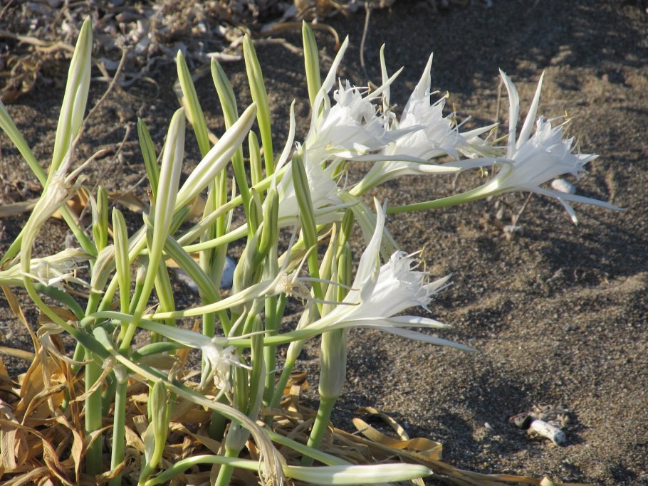 Панкрациум болезни и вредители