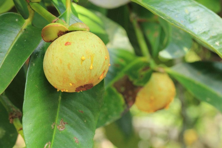 Гарциния индийская (Garcinia Indica),