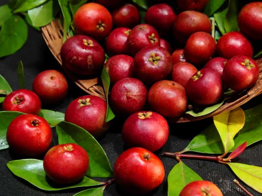Индийская (Garcinia Indica)