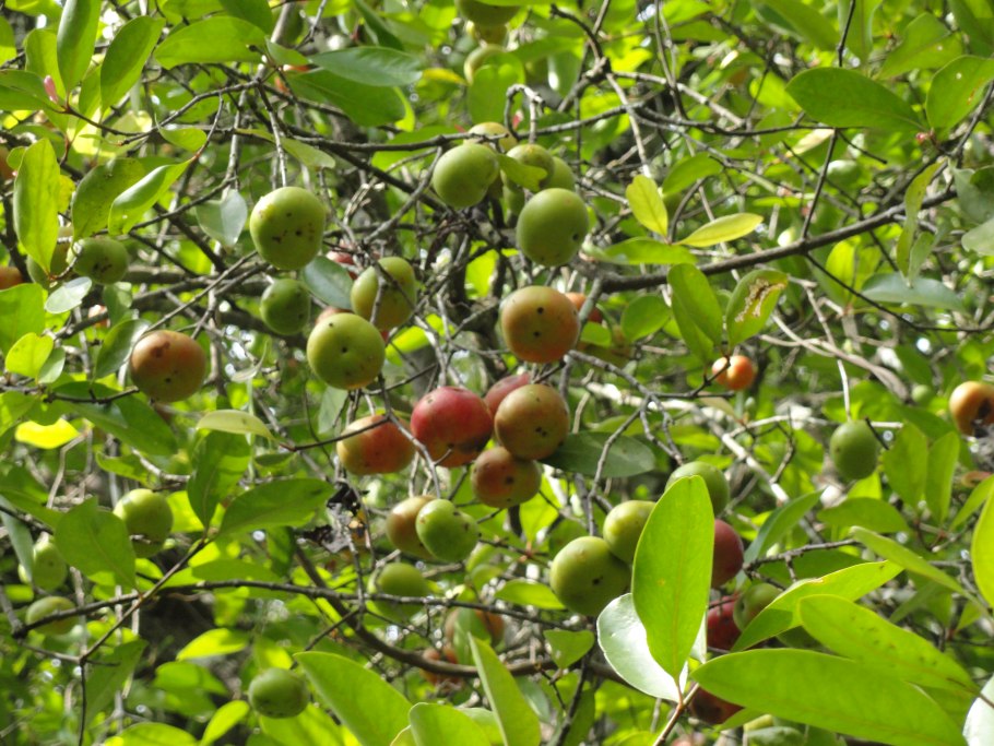 Индийская (Garcinia Indica)