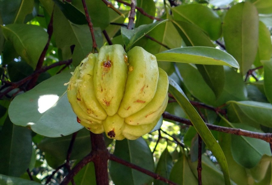 Garcinia SP. «Cameroon»