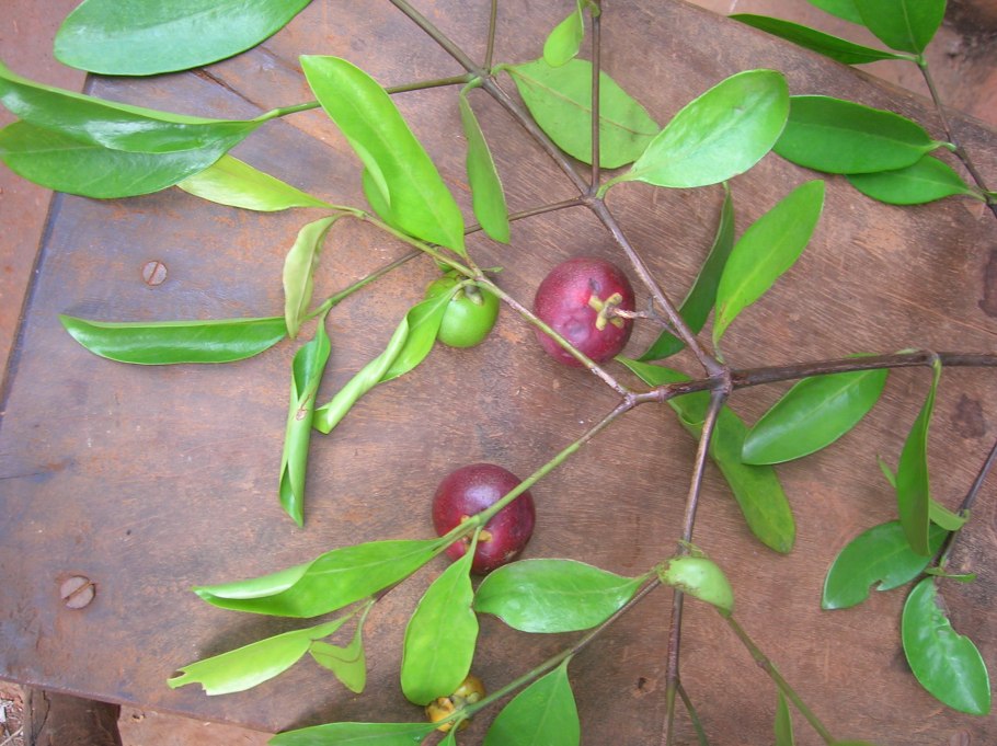 Индийская (Garcinia Indica)