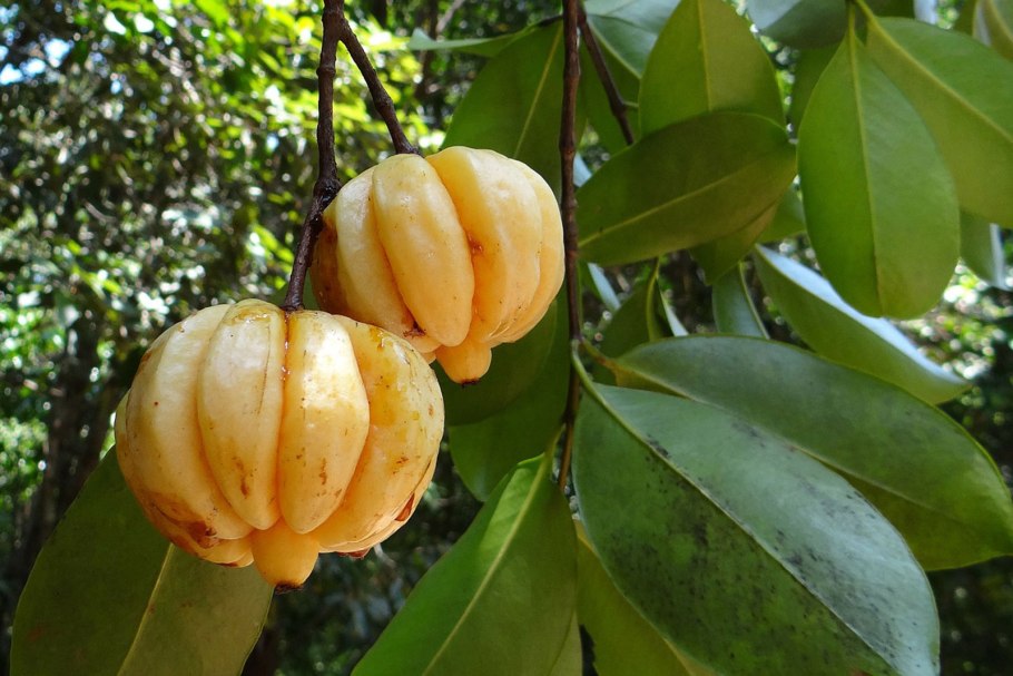 Garcinia mangostana дерево