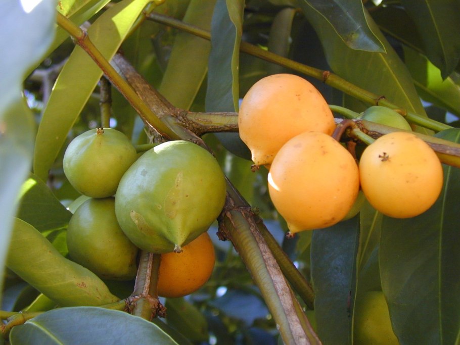 Garcinia Dulcis