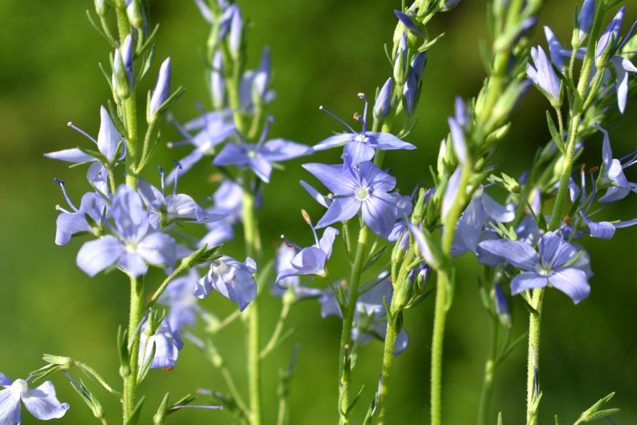 Вероника большая Veronica Teucrium