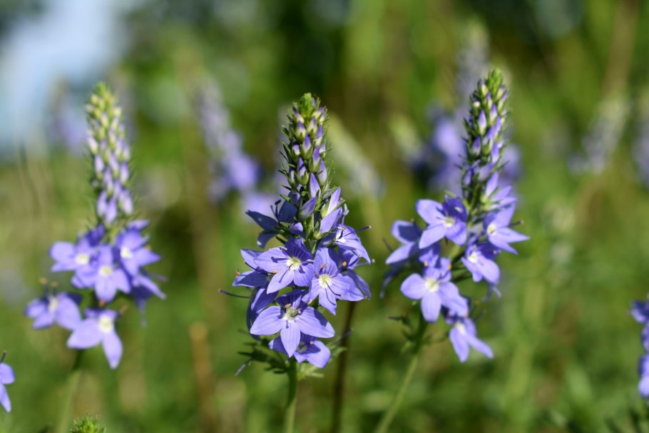 Veronica Teucrium